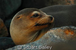 One of my favorite from the Galapagos Islands.  She keeps... by Stuart Bailey 